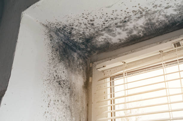 Affordable Mold Inspection And Testing solutions in Danville, VA